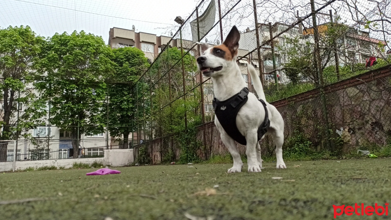 Jack Russell Terrier, Köpek  Duman fotoğrafı