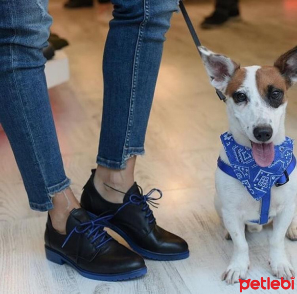 Jack Russell Terrier, Köpek  Duman fotoğrafı