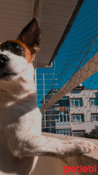 Jack Russell Terrier, Köpek  Duman fotoğrafı