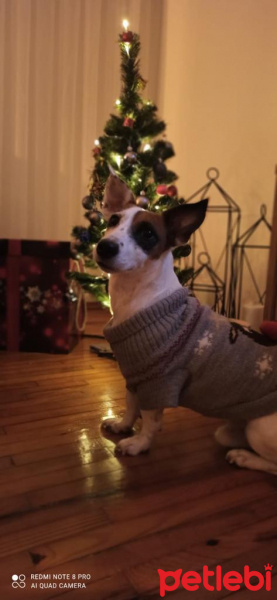 Jack Russell Terrier, Köpek  Duman fotoğrafı