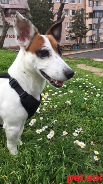 Jack Russell Terrier, Köpek  Duman fotoğrafı