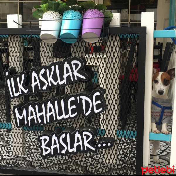 Jack Russell Terrier, Köpek  Duman fotoğrafı
