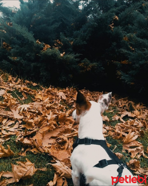 Jack Russell Terrier, Köpek  Duman fotoğrafı