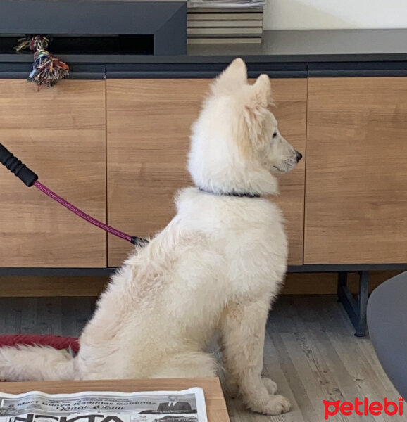 Alman Çoban Köpeği, Köpek  Stefan fotoğrafı