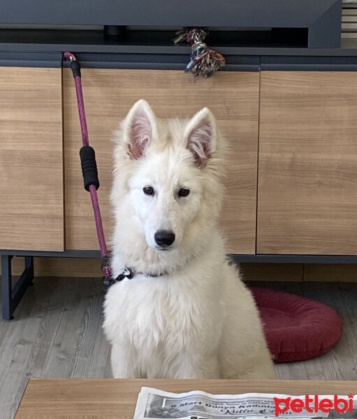 Alman Çoban Köpeği, Köpek  Stefan fotoğrafı