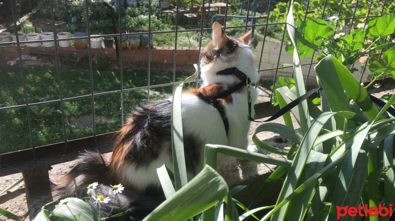 Tekir Kedi, Kedi  Miki fotoğrafı