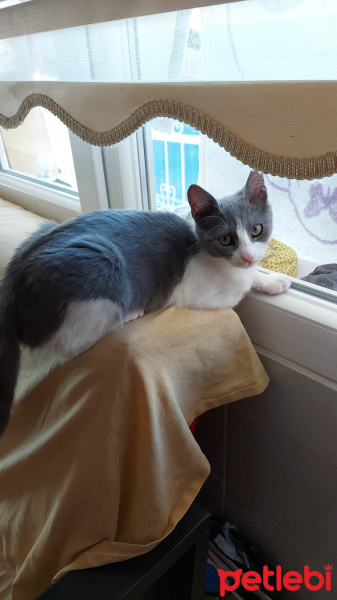 Tekir Kedi, Kedi  Duman fotoğrafı