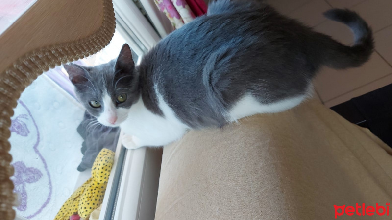 Tekir Kedi, Kedi  Duman fotoğrafı