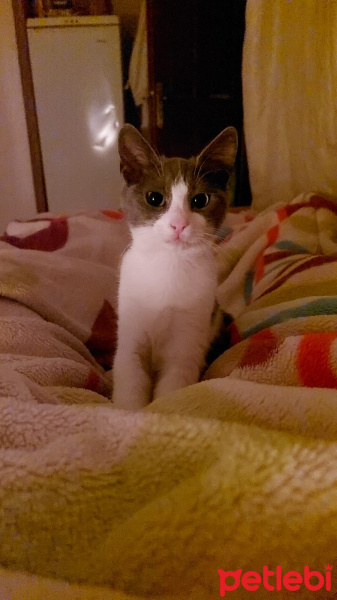 Tekir Kedi, Kedi  Duman fotoğrafı