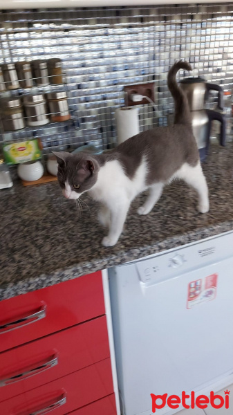 Tekir Kedi, Kedi  Duman fotoğrafı