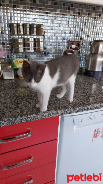 Tekir Kedi, Kedi  Duman fotoğrafı