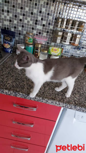 Tekir Kedi, Kedi  Duman fotoğrafı