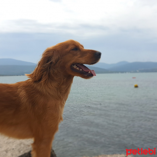 Amerikan Cocker Spaniel, Köpek  Leo fotoğrafı