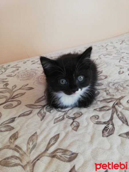 Tuxedo (Smokin) Kedi, Kedi  Ponçik fotoğrafı
