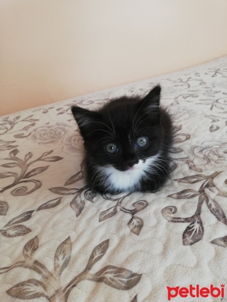 Tuxedo (Smokin) Kedi, Kedi  Ponçik fotoğrafı