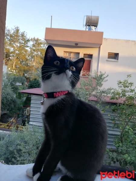 Tuxedo (Smokin) Kedi, Kedi  Ponçik fotoğrafı