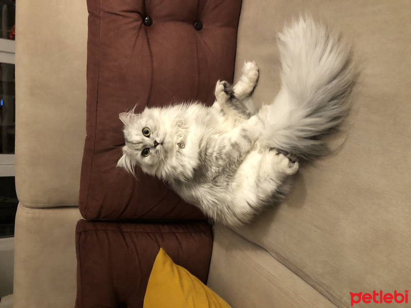 British Shorthair, Kedi  Sakız fotoğrafı