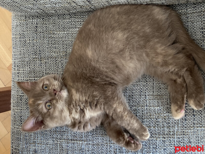 British Shorthair, Kedi  Coco fotoğrafı