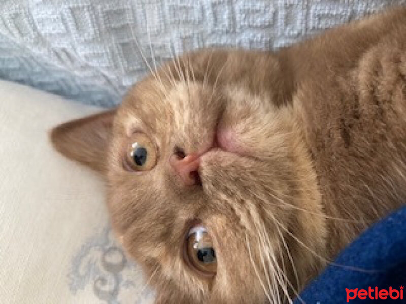 British Shorthair, Kedi  Coco fotoğrafı