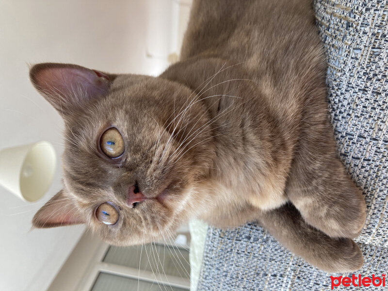 British Shorthair, Kedi  Coco fotoğrafı