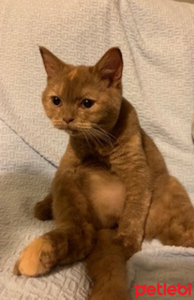 British Shorthair, Kedi  Coco fotoğrafı