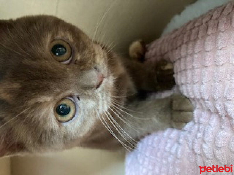 British Shorthair, Kedi  Coco fotoğrafı