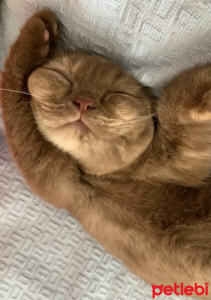 British Shorthair, Kedi  Coco fotoğrafı