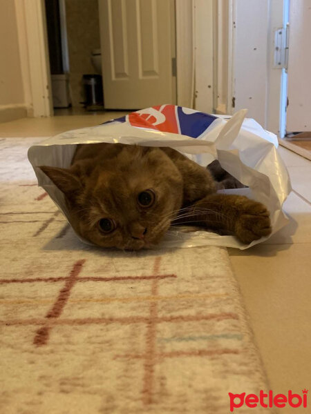 British Shorthair, Kedi  Coco fotoğrafı