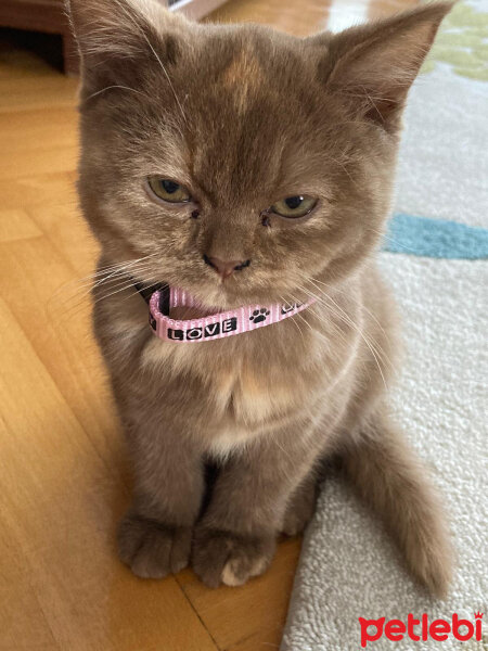 British Shorthair, Kedi  Coco fotoğrafı