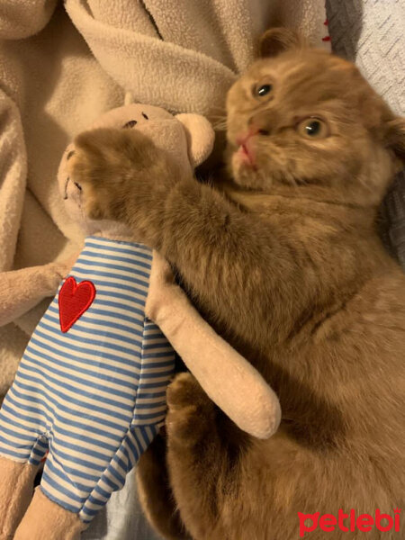 British Shorthair, Kedi  Coco fotoğrafı