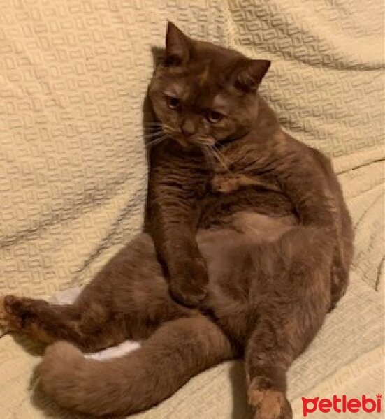 British Shorthair, Kedi  Coco fotoğrafı