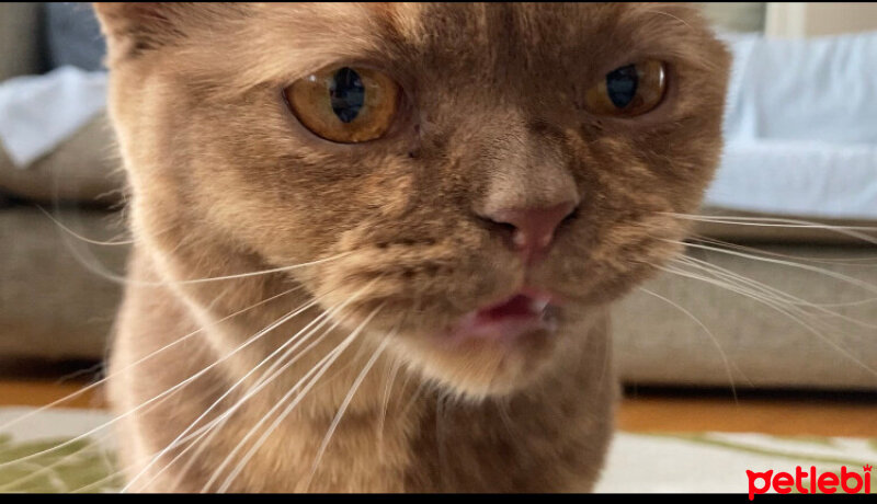 British Shorthair, Kedi  Coco fotoğrafı