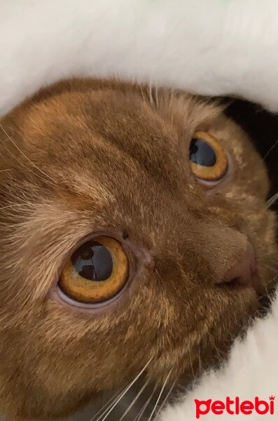 British Shorthair, Kedi  Coco fotoğrafı