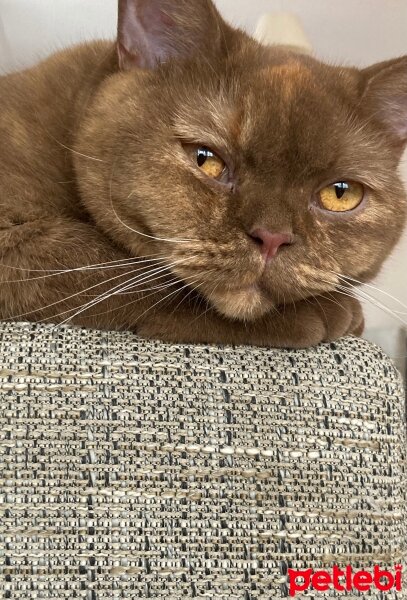 British Shorthair, Kedi  Coco fotoğrafı