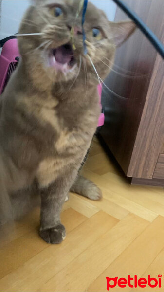 British Shorthair, Kedi  Coco fotoğrafı