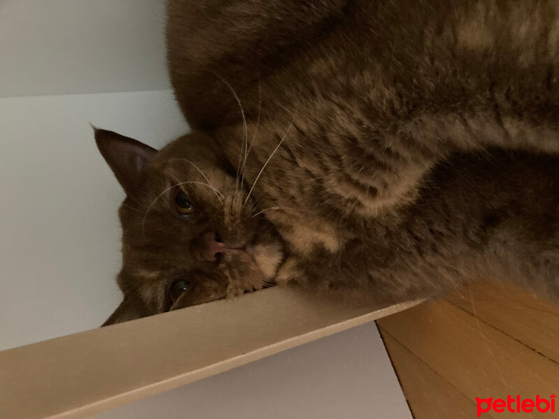 British Shorthair, Kedi  Coco fotoğrafı