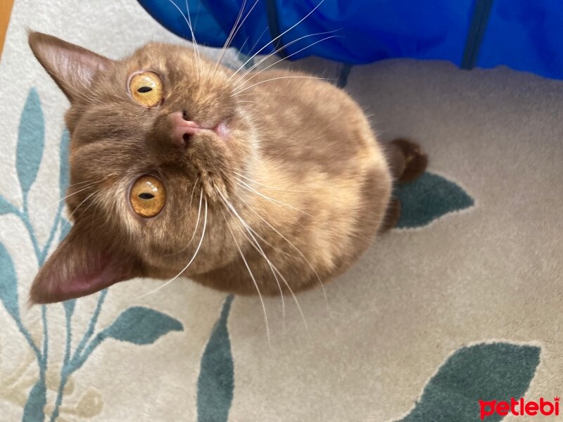 British Shorthair, Kedi  Coco fotoğrafı