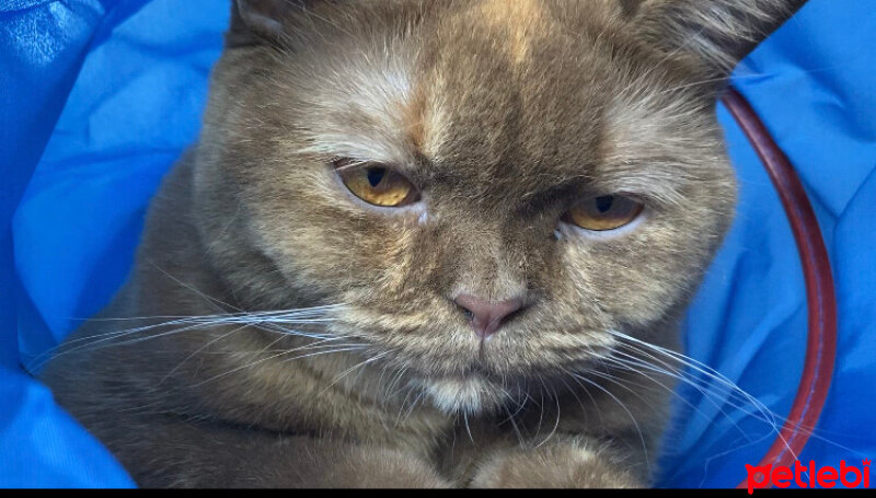 British Shorthair, Kedi  Coco fotoğrafı