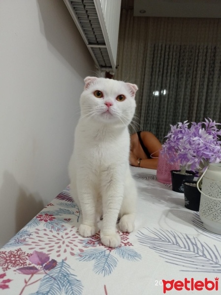 Scottish Fold, Kedi  LODOS fotoğrafı