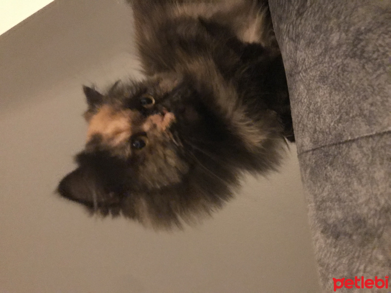 İran Kedisi (Persian), Kedi  Mia fotoğrafı