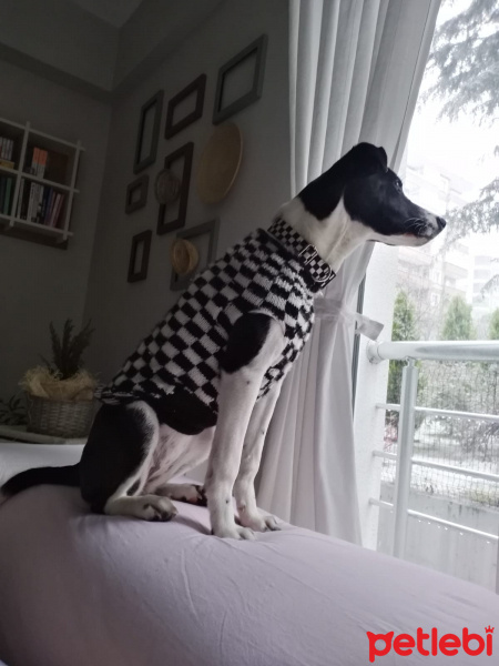 Sokö (Sokak Köpeği), Köpek  Kaşık fotoğrafı