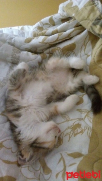 Tekir Kedi, Kedi  Ponçik fotoğrafı