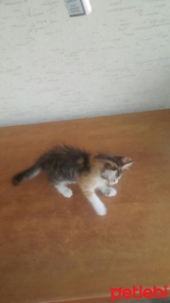 Tekir Kedi, Kedi  Ponçik fotoğrafı