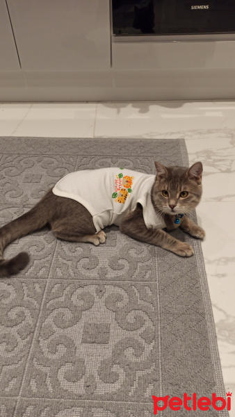 Tekir Kedi, Kedi  Paşa fotoğrafı