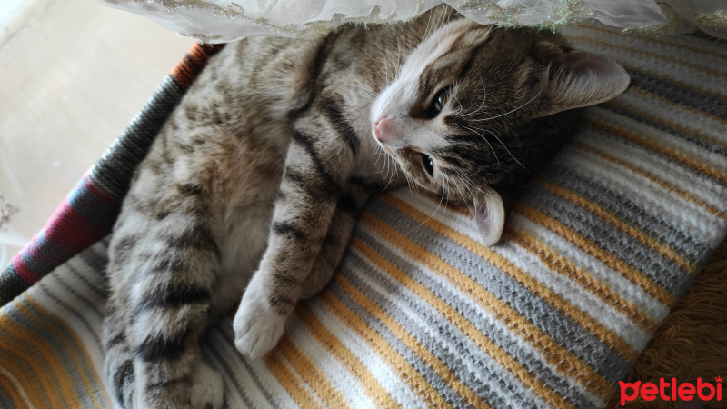 Tekir Kedi, Kedi  Şeker fotoğrafı