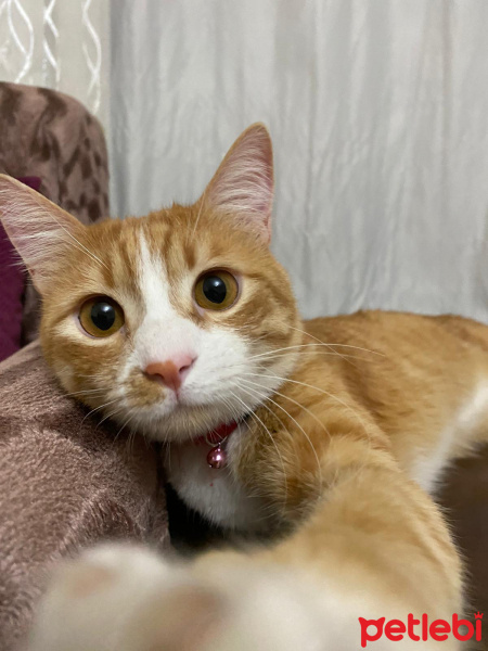 Sarman, Kedi  Limon fotoğrafı