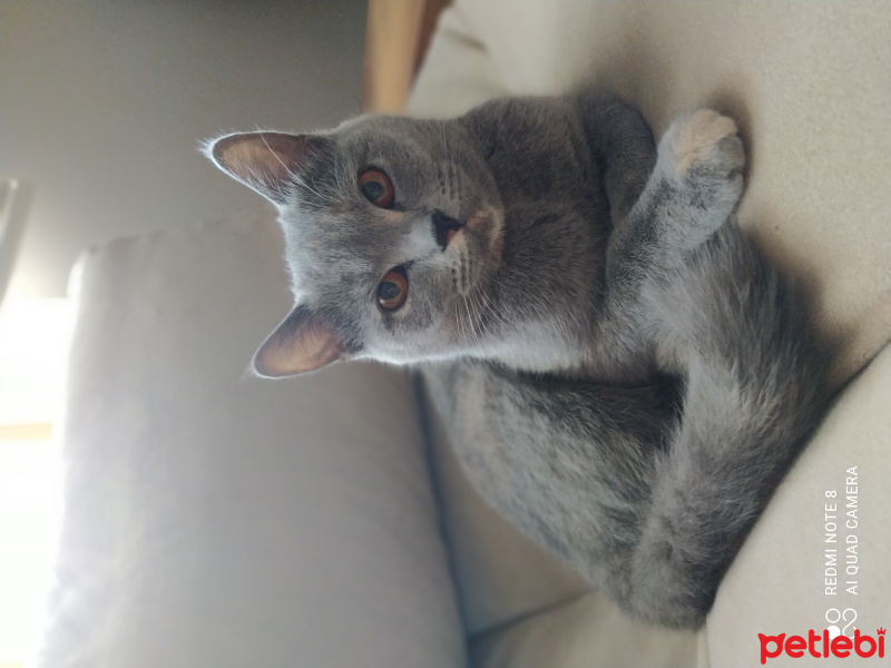 British Shorthair, Kedi  ponpon fotoğrafı