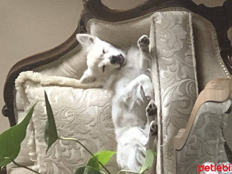 Pomeranyalı, Köpek  PUKİ fotoğrafı