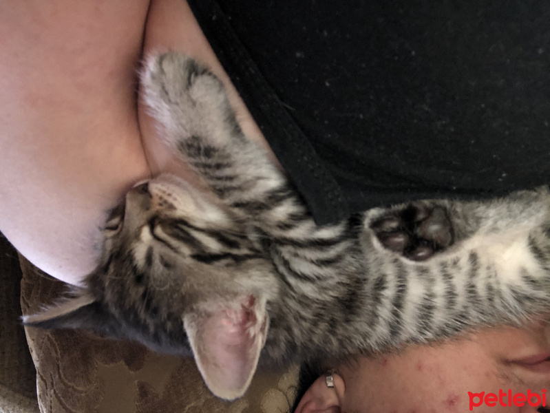 Tekir Kedi, Kedi  Sürmeli fotoğrafı