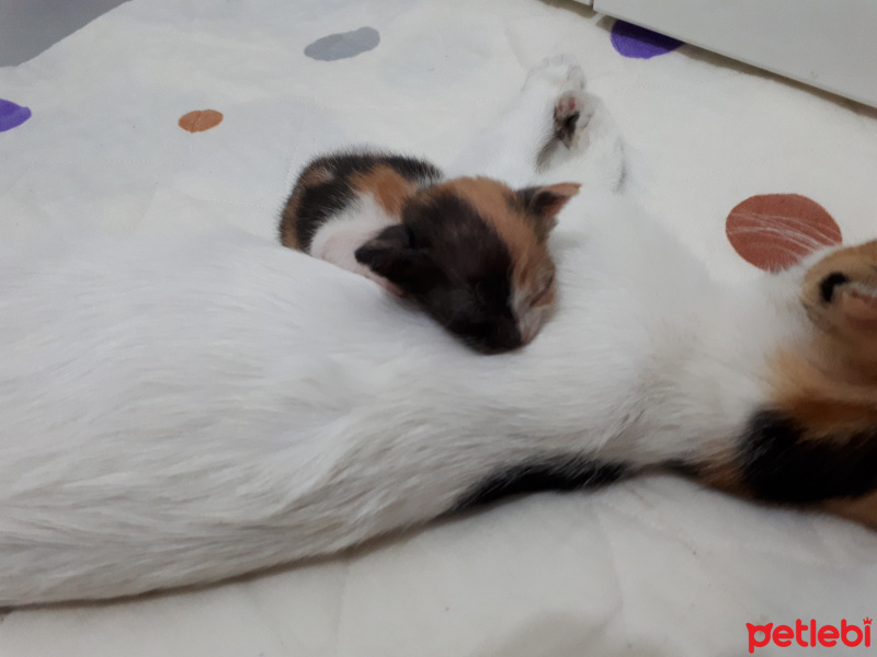 Tekir Kedi, Kedi  Tarçın fotoğrafı